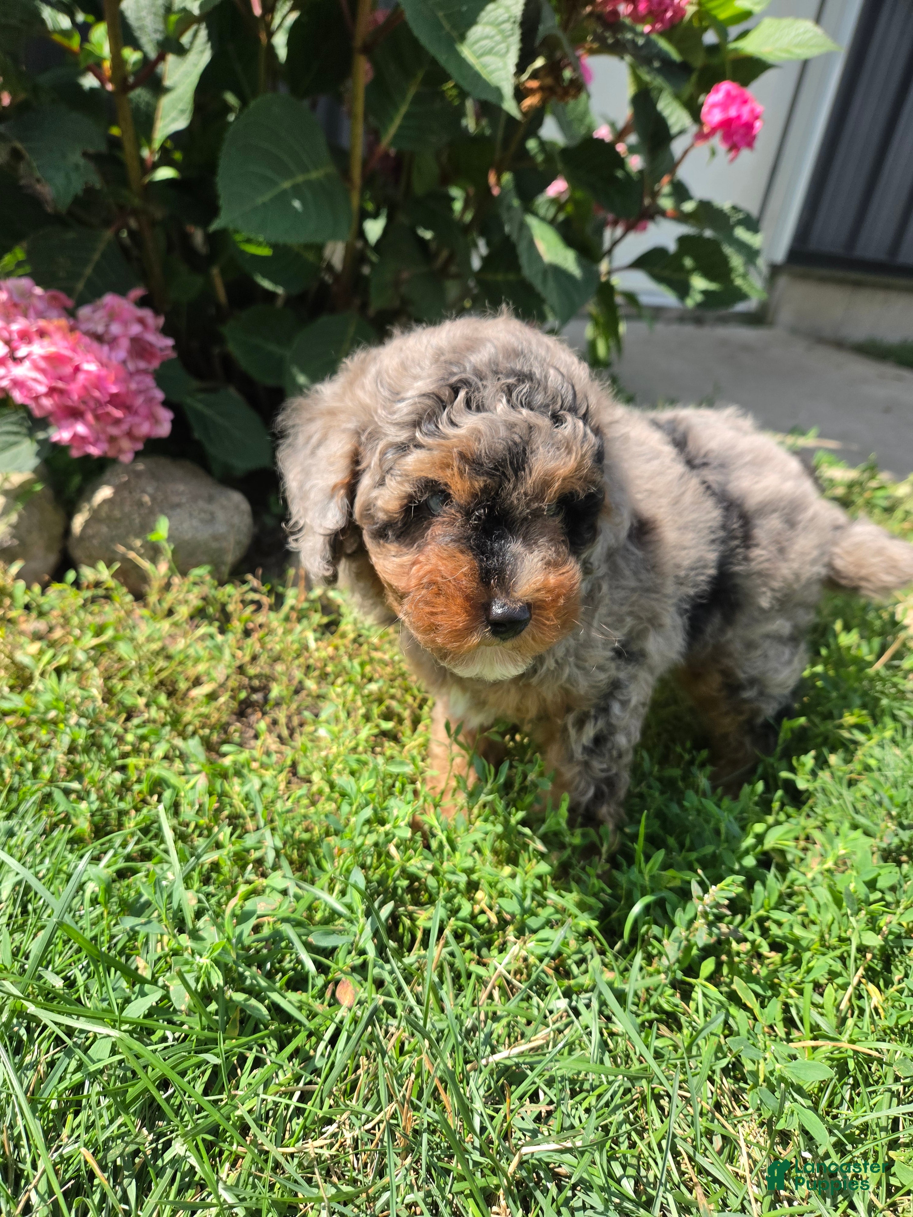 Miniature Poodle dogs Zack - Ad 1