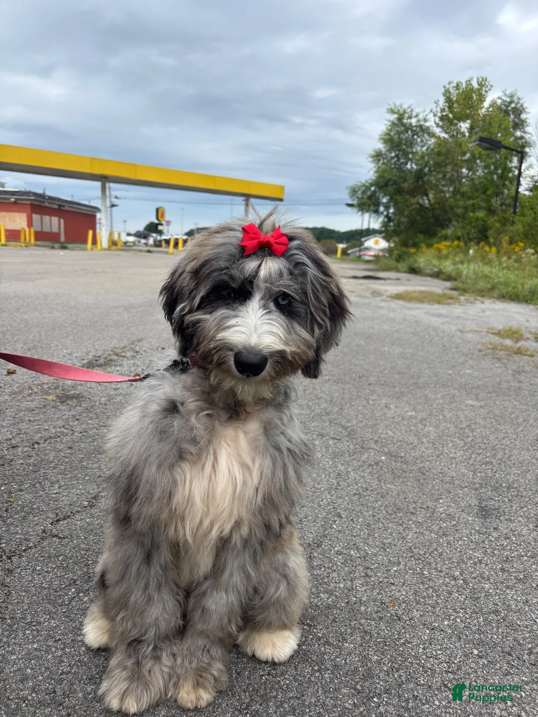 Bernedoodle dogs for sale: Neema - Ad 2