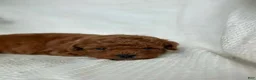 Mini Goldendoodle dogs for sale: Mini Goldendoodle 4 - Ad 6