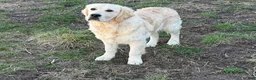 Golden Retriever dogs for sale: Joe - Ad 1