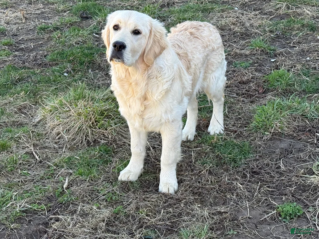 Golden Retriever dogs for sale: Joe - Ad 1