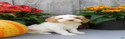 Cockapoo dogs for sale: Jade - Ad 3