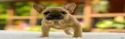 French Bulldog dogs for sale: Ocean – Fawn - Ad 3