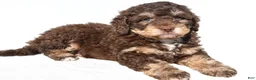 Mini Bernedoodle dogs for sale: Quinten - Ad 4