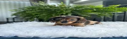 Miniature Dachshund dogs for sale: Toby - Ad 6
