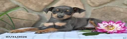 Miniature Pinscher dogs for sale: Abby - Ad 4