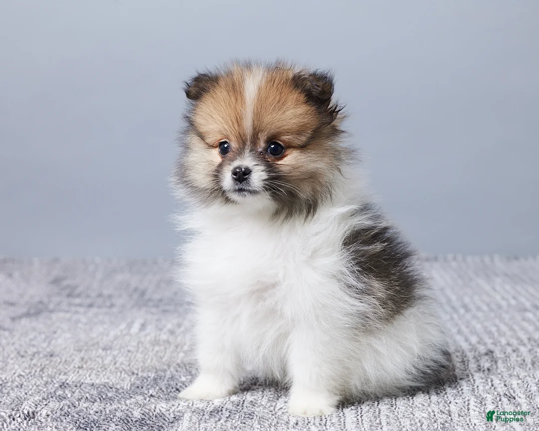 Pomeranian dogs for sale: Cody - Ad 2