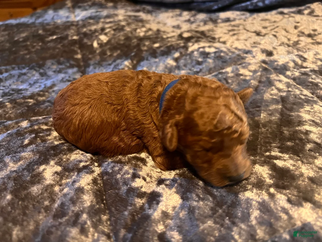 Cavapoo dogs for sale: Cavapoo 1 Blue Collar - Ad 2