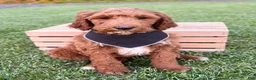 Irish Doodle dogs for sale: Cody - Ad 18