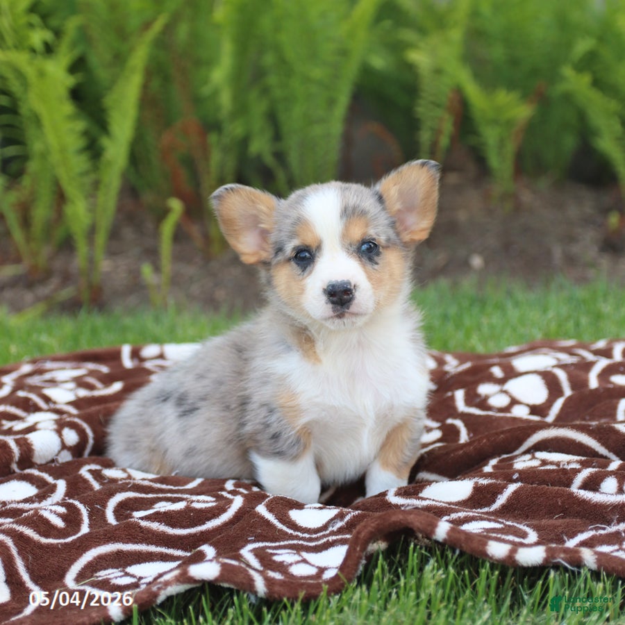 Mixed Breed dogs Sawyer - Ad 2