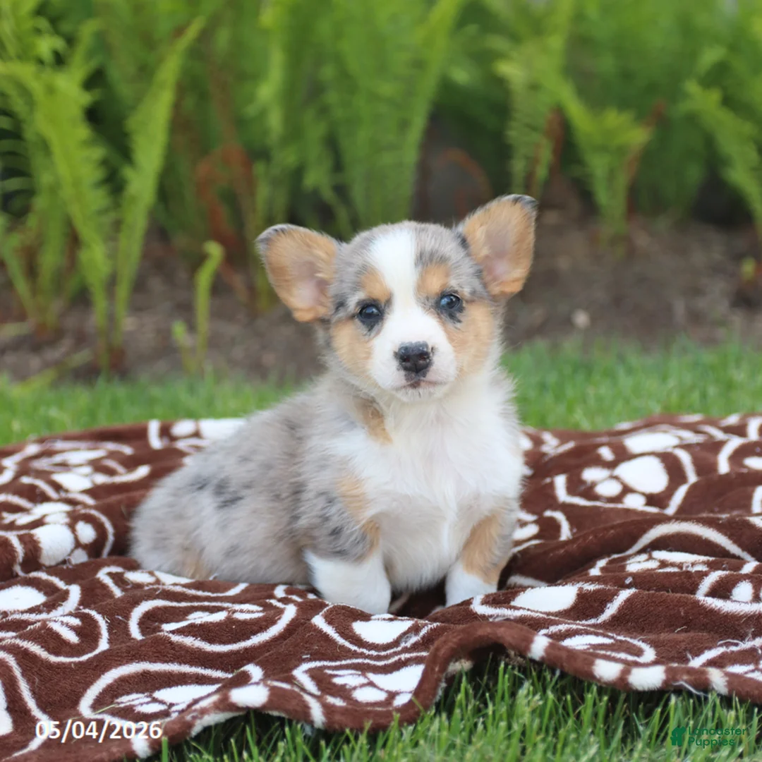 Mixed Breed dogs for sale: Sawyer - Ad 2