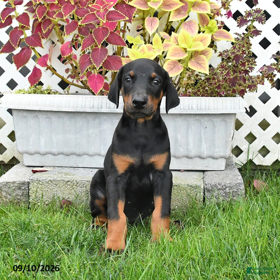 Doberman Pinscher dogs Piper - Ad 1