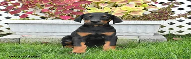 Piper