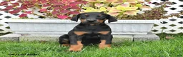 Doberman Pinscher dogs for sale: Piper - Ad 1