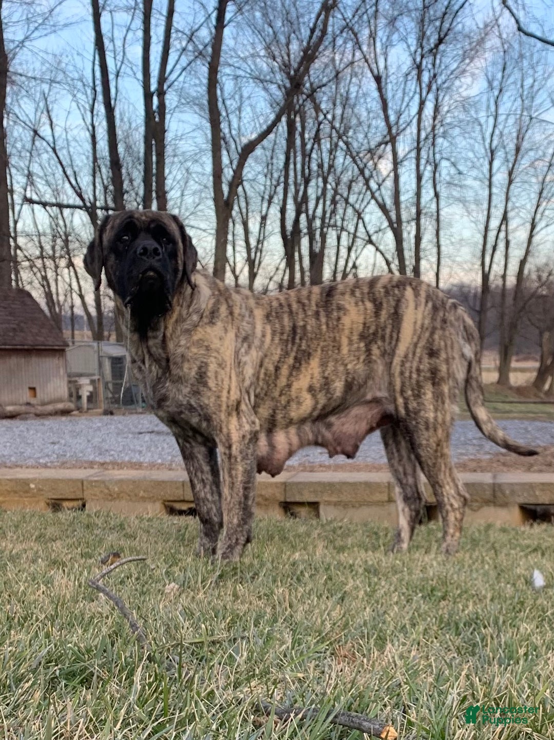 English Mastiff dogs for sale: Clara - Ad 4
