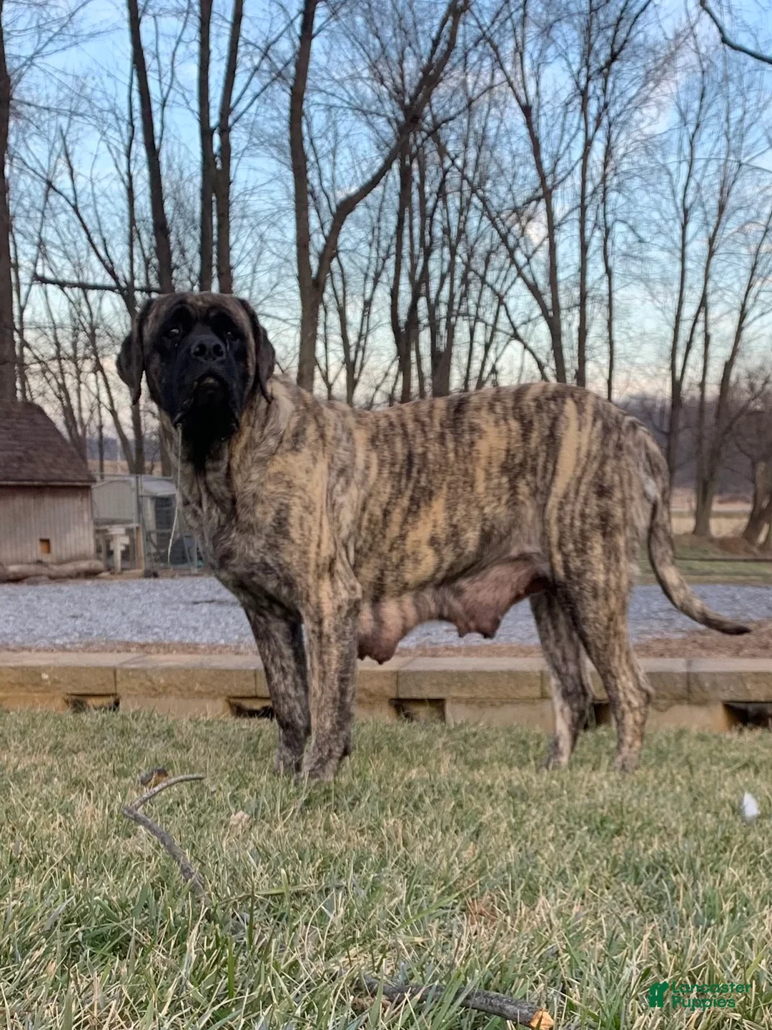 English Mastiff dogs for sale: Harley - Ad 4