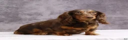 Dachshund dogs for sale: Max - Ad 13