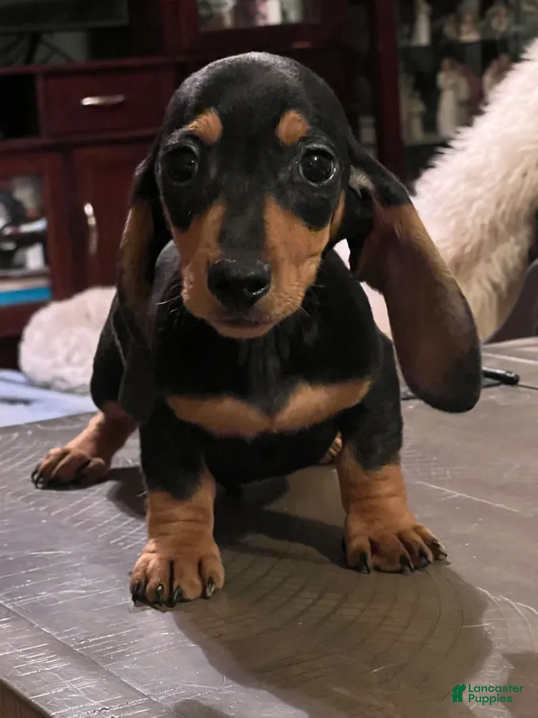 Miniature Dachshund dogs for sale: AKC am red ch - Ad 7