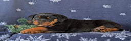 Rottweiler dogs for sale: Atkinson - Ad 5