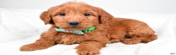 Mini Goldendoodle dogs for sale: Brady - Ad 7