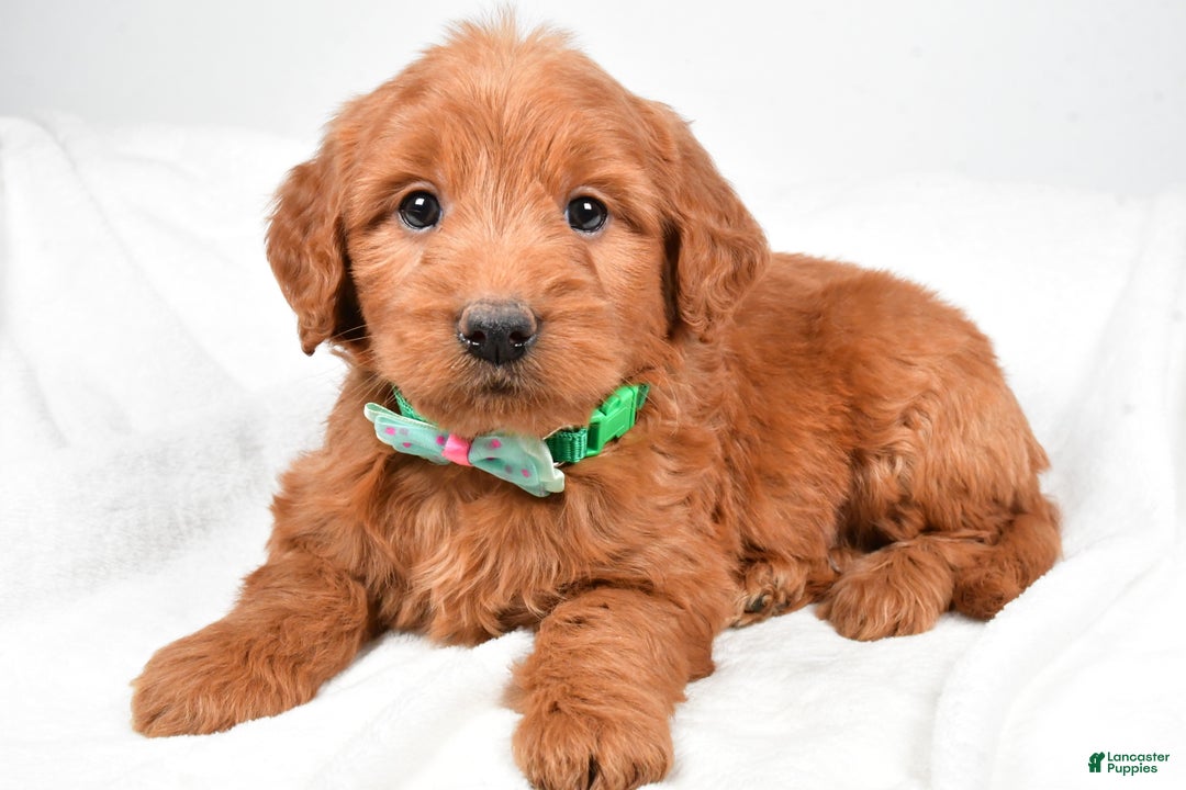Mini Goldendoodle dogs for sale: Brady - Ad 7