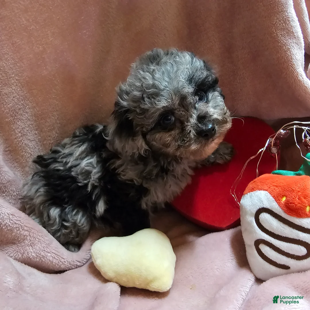 Cockapoo dogs for sale: Glitter - Ad 5