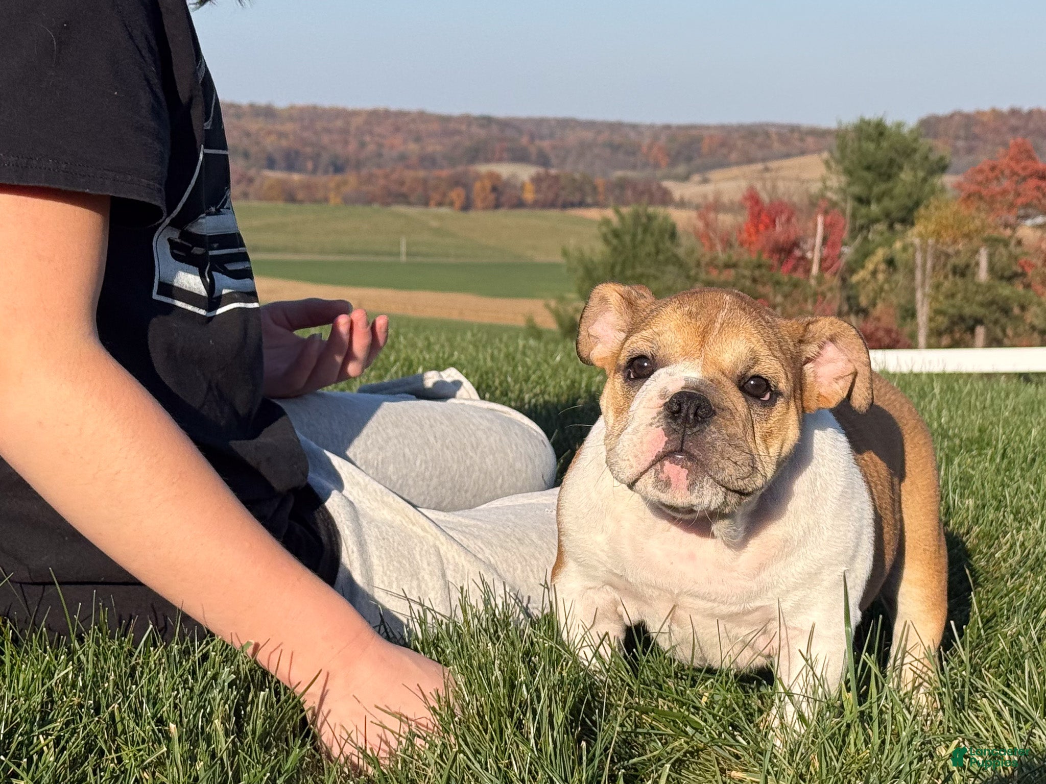English Bulldog dogs for sale: Precious - Ad 2