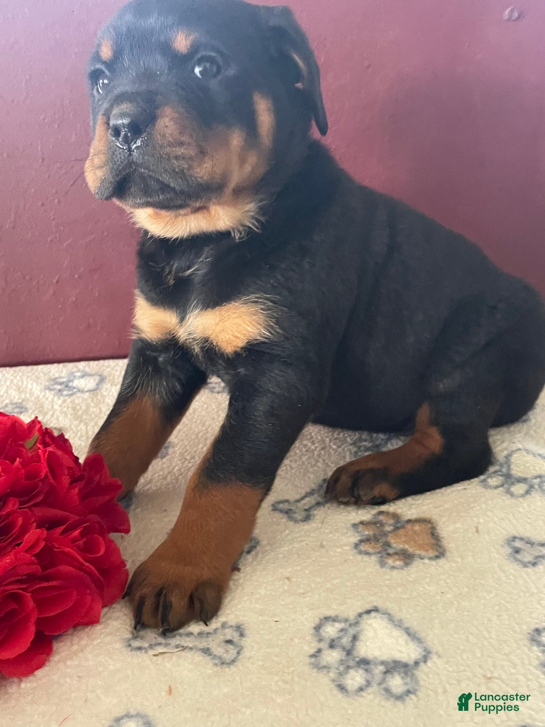 Rottweiler dogs for sale: Taffy - Ad 2