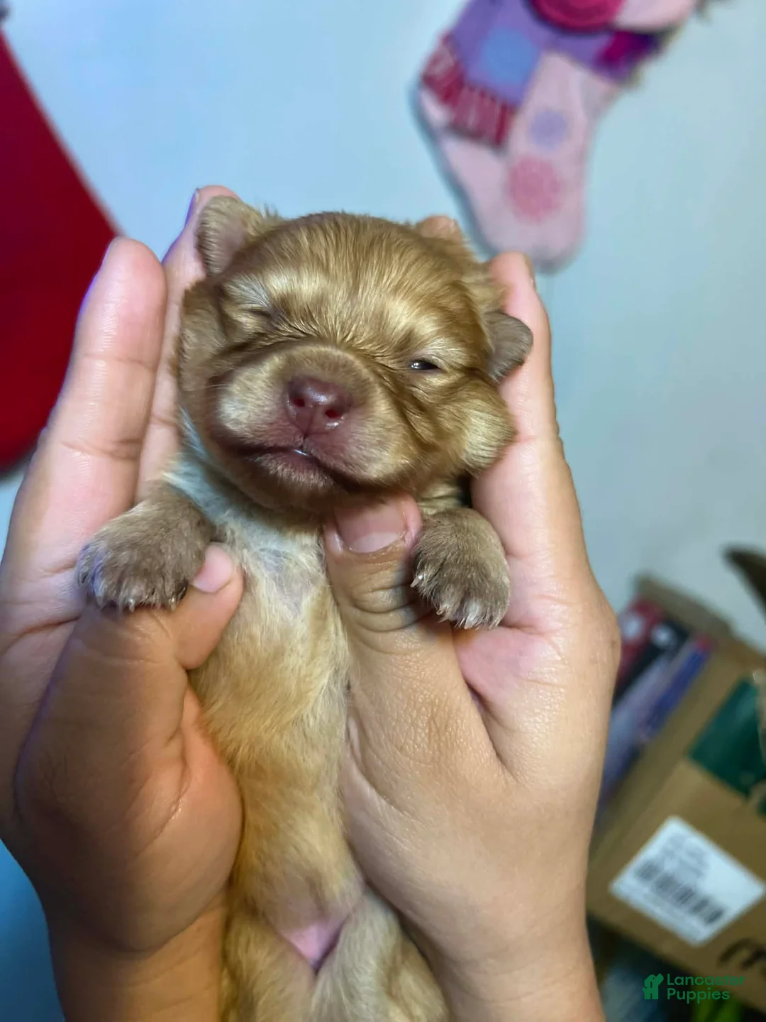 Pomeranian dogs for sale: Bear - Ad 3