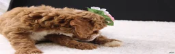 Mini Goldendoodle dogs for sale: Mini Goldendoodle 5 - Ad 8