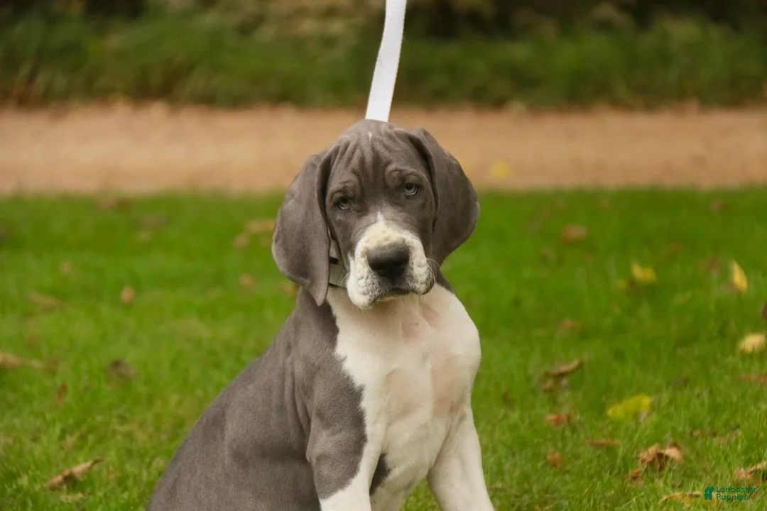 Great Dane dogs for sale: Celestia Great Dane  - Ad 1