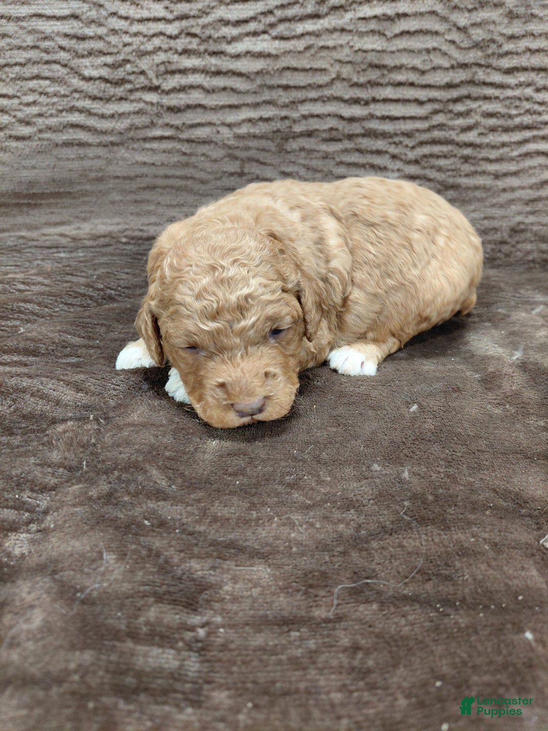 Mini Bernedoodle dogs for sale: Alex - Ad 6