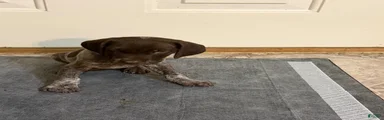 German Shorthaired Pointer 2