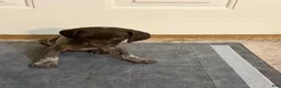 German Shorthaired Pointer dogs for sale: German Shorthaired Pointer 2 - Ad 1