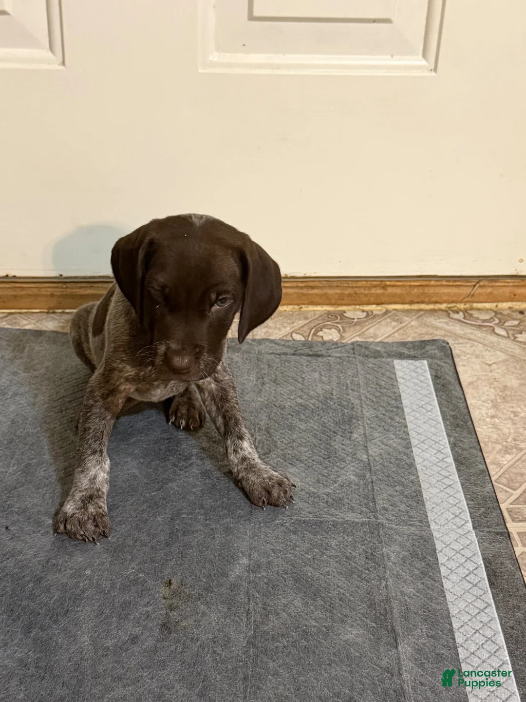 German Shorthaired Pointer dogs for sale: German Shorthaired Pointer 2 - Ad 1