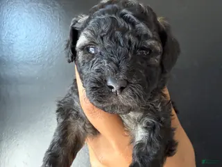 Toy Poodle dogs Toy Poodle Puppy 4 - Ad 30