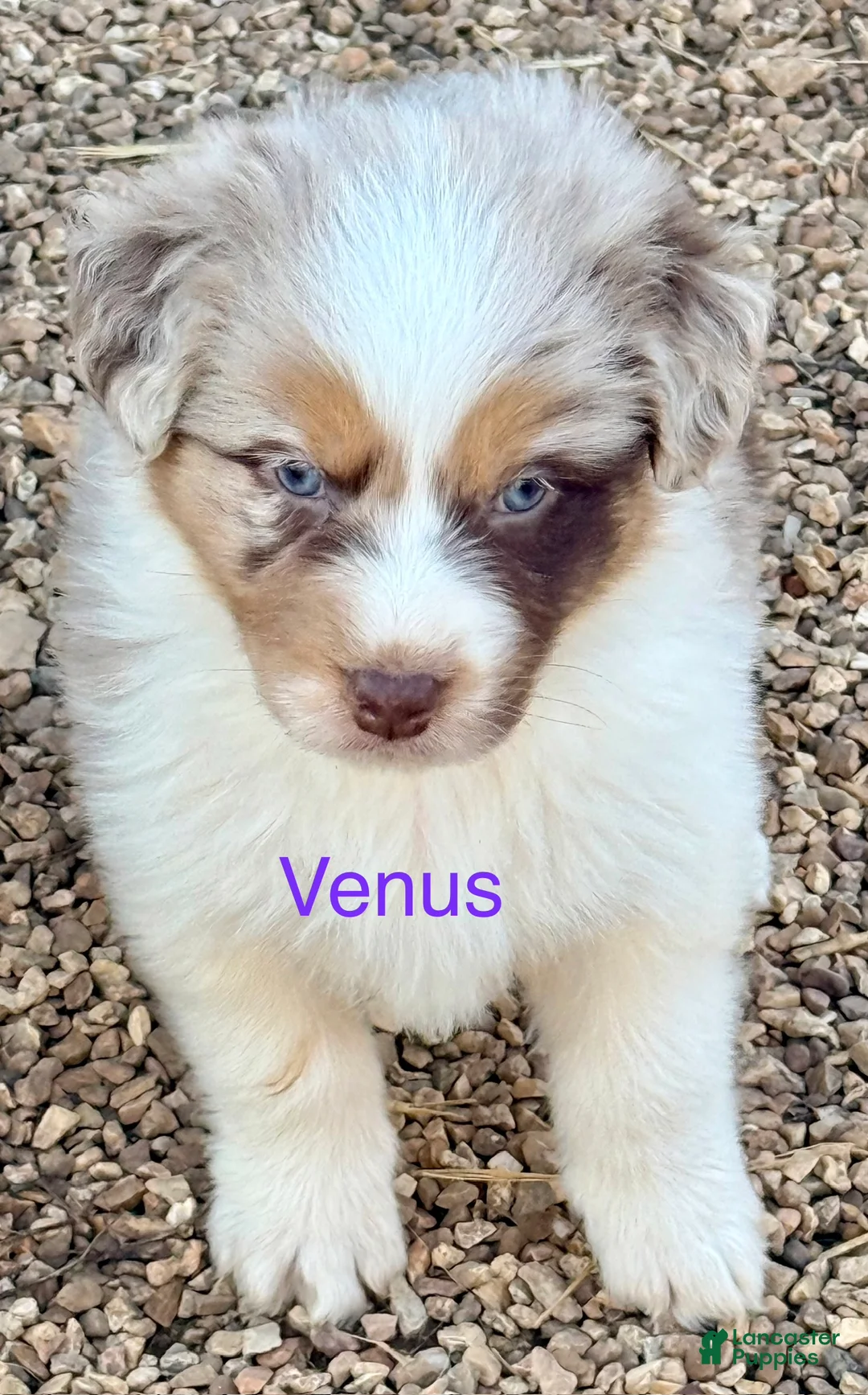 Australian Shepherd dogs for sale: Venus - Ad 1