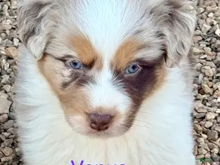 Australian Shepherd dogs Venus - Ad 17