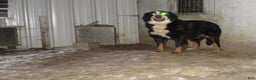 Bernese Mountain Dog dogs for sale: Megan - Ad 4