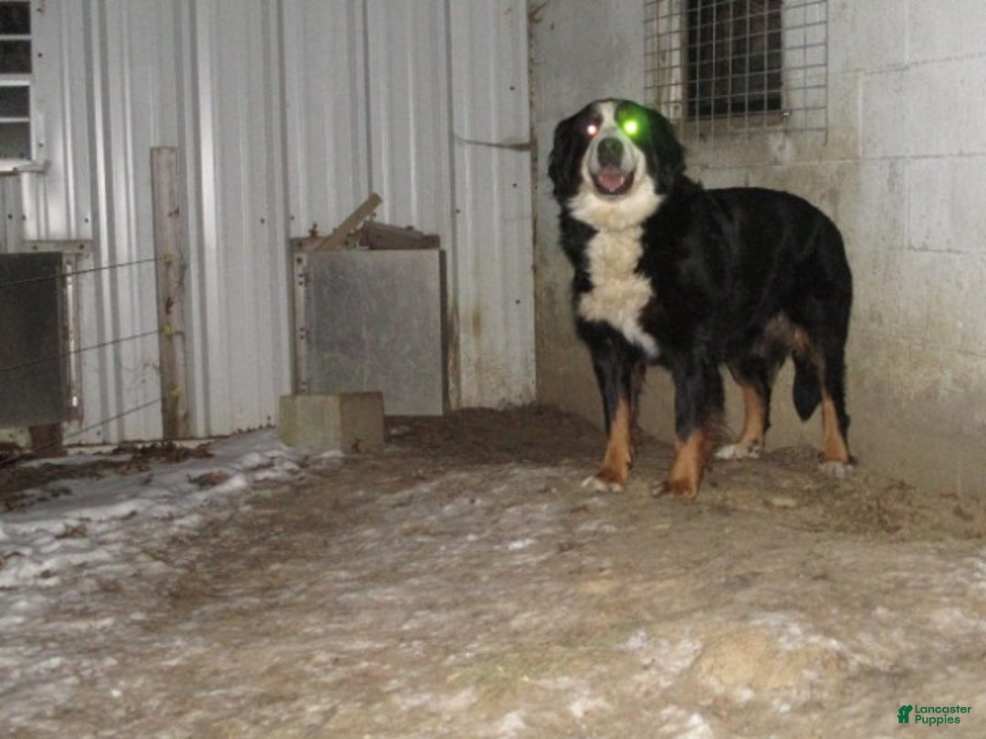 Bernese Mountain Dog dogs for sale: Megan - Ad 4