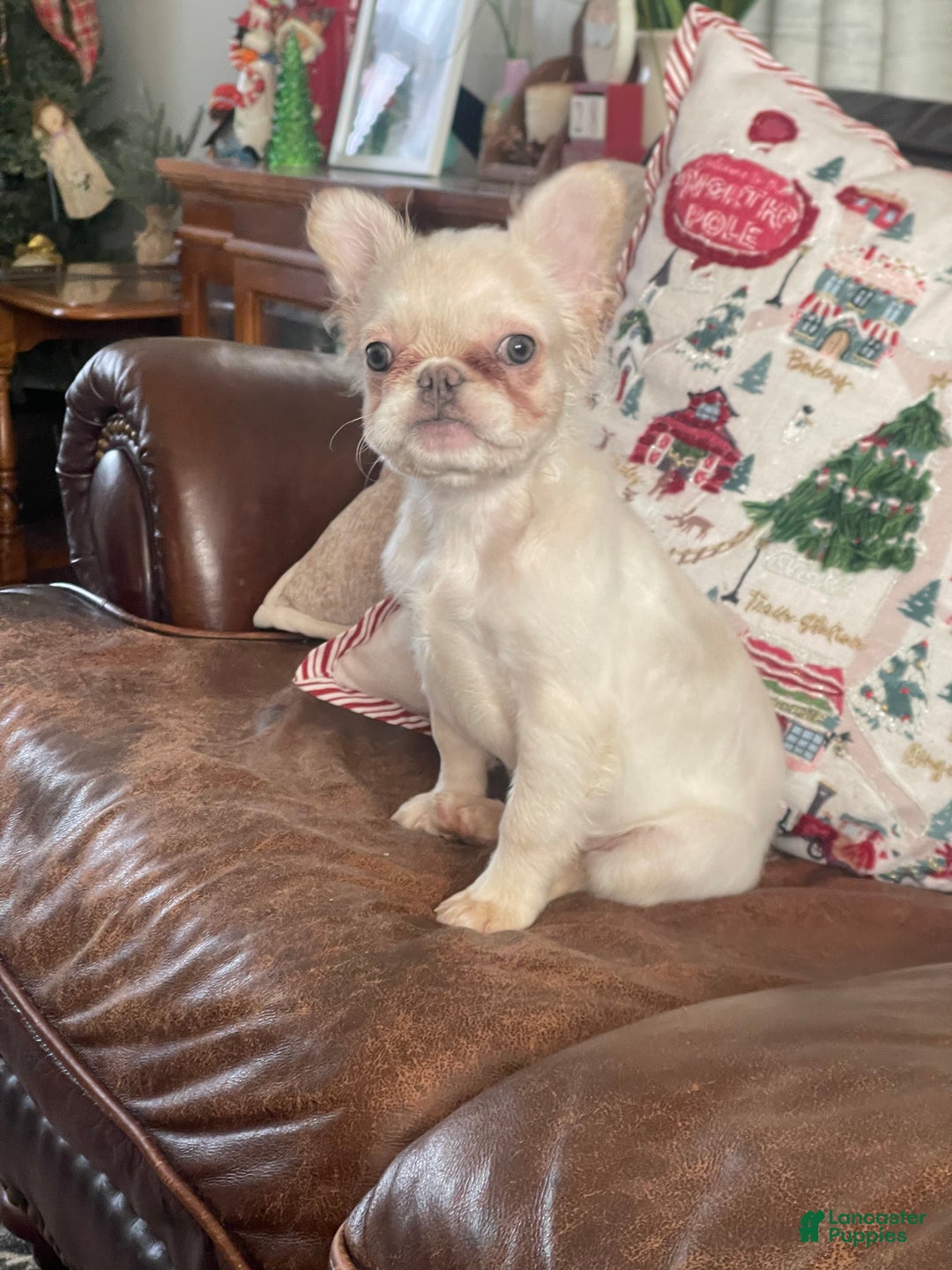 French Bulldog dogs for sale: Snail - Ad 7