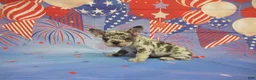 French Bulldog dogs for sale: AKC Banjo - Ad 3