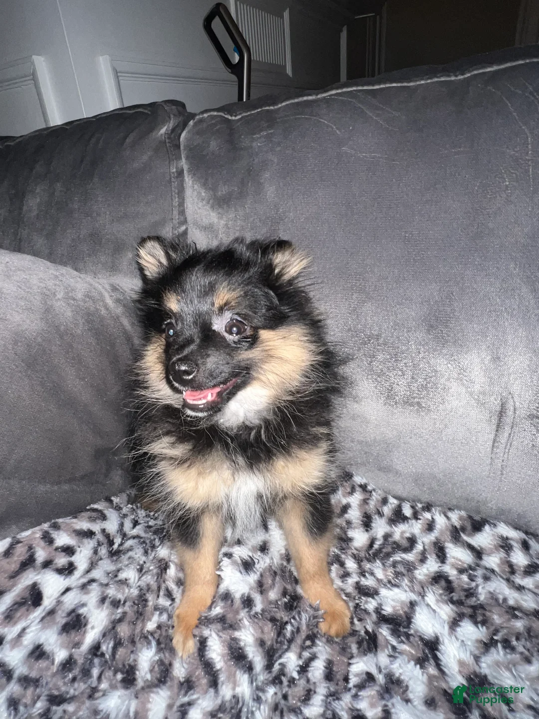 Pomeranian dogs for sale: Phoenix - Ad 2
