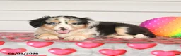 Mixed Breed dogs for sale: Kelly - Ad 3