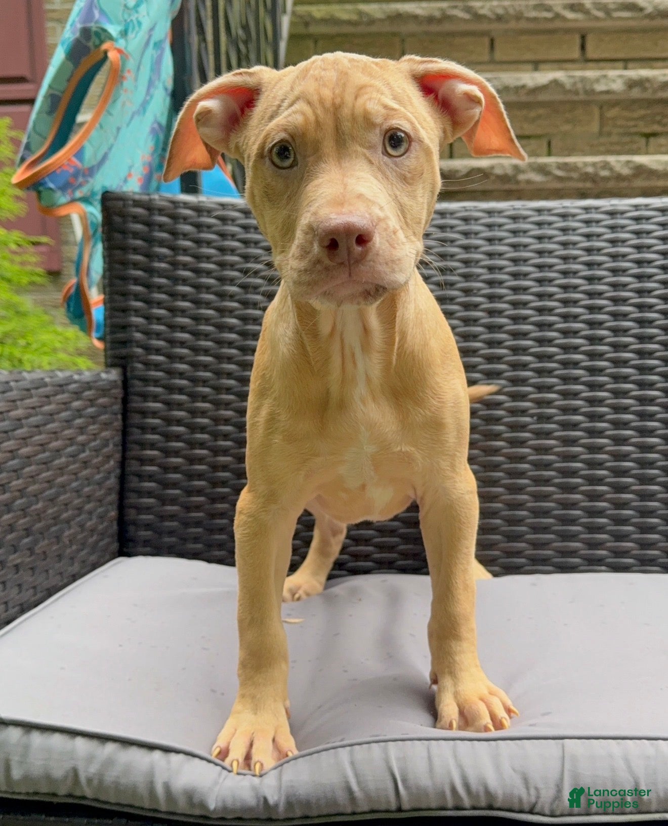 American Pit Bull Terrier dogs American Pit Bull Terrier 5 - Ad 34