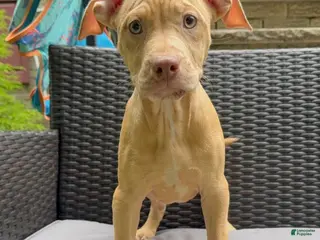 American Pit Bull Terrier dogs American Pit Bull Terrier 5 - Ad 11