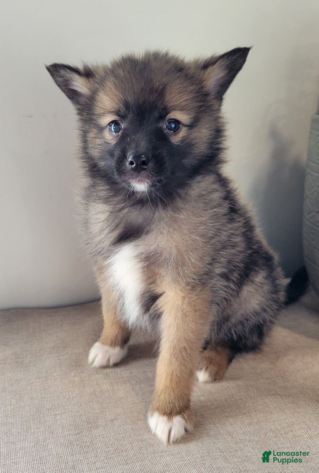 Pomsky dogs for sale: Ryler - Ad 1