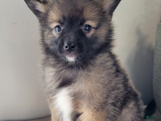 Pomsky dogs Ryler - Ad 1