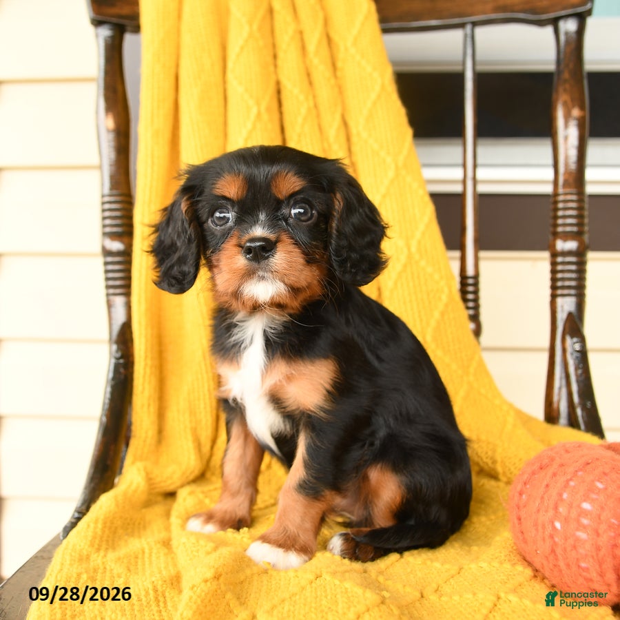 Cavalier King Charles Spaniel dogs Posy - Ad 2