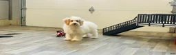 Miniature Poodle dogs for sale: Dazzler Miniature Poodle  - Ad 5